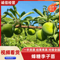 【平台力荐】潼南蜂糖李苗/李子树苗/根系发达成活率高