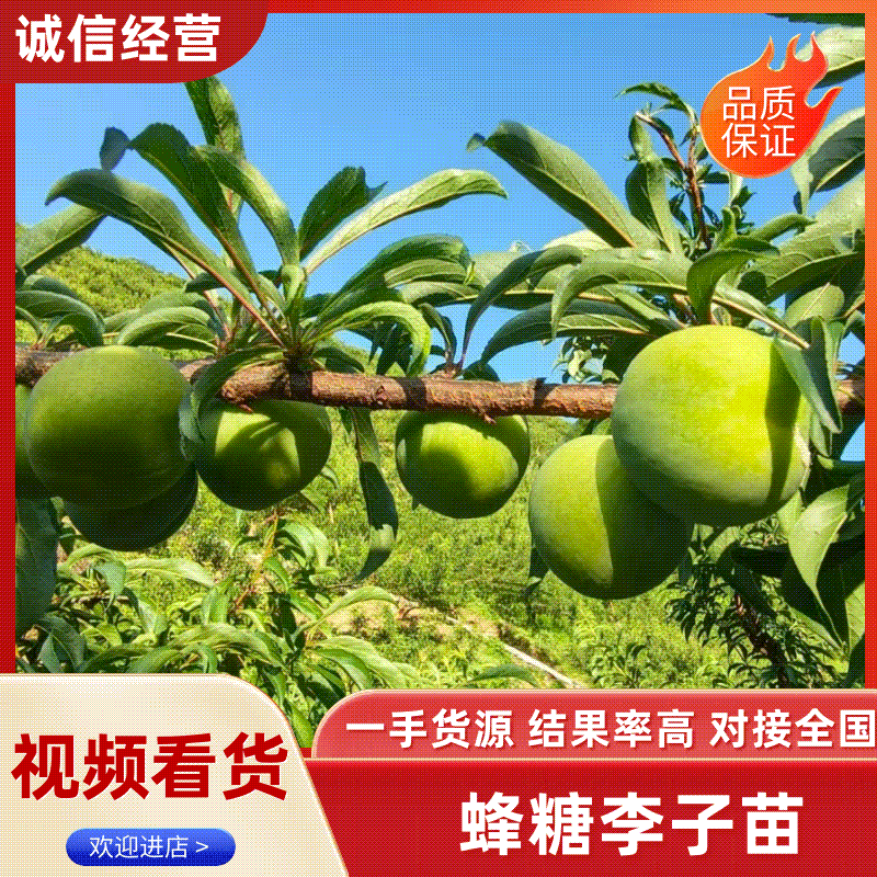 【平台力荐】潼南蜂糖李苗/李子树苗/根系发达成活率高