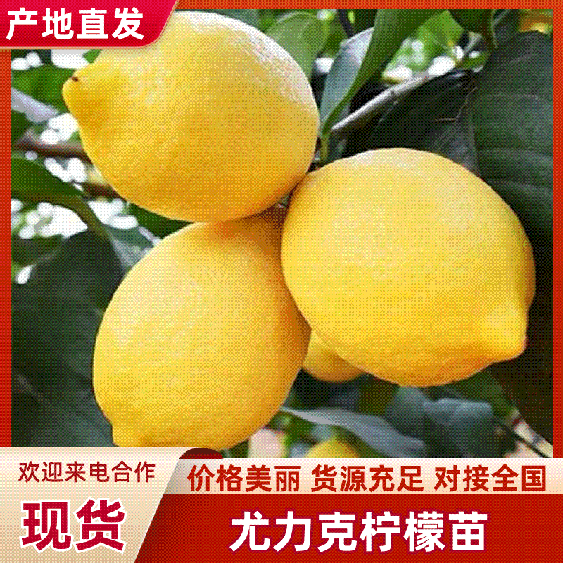 【牛】潼南尤克力柠檬苗，优质柠檬苗，成活率高技术指导