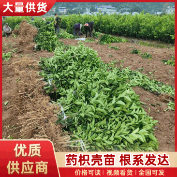 【精品优选】潼南药枳壳苗/品种纯正/药枳壳苗枳实苗