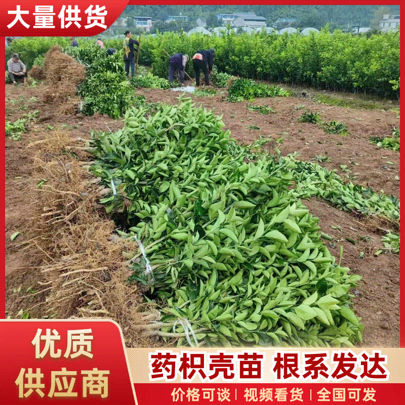 【精品优选】潼南药枳壳苗/品种纯正/药枳壳苗枳实苗