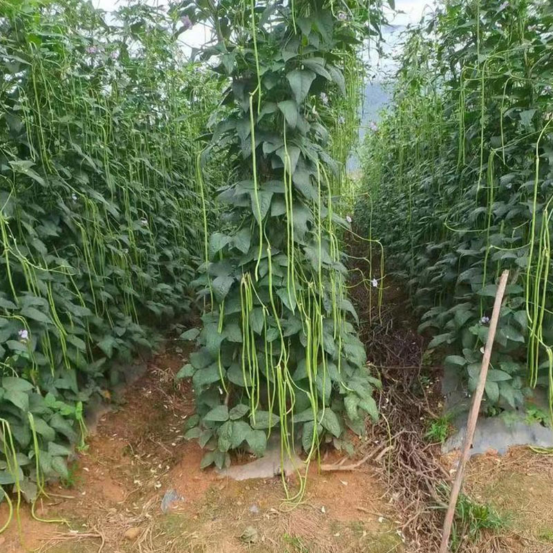 多美丽豆角种子长型肉厚籽少耐老化口感糯嫩基地专用