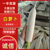 陕西榆林白萝卜大量有货，新鲜量大，长期供应，条形好