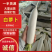 陕西榆林白萝卜大量有货，新鲜量大，长期供应，条形好