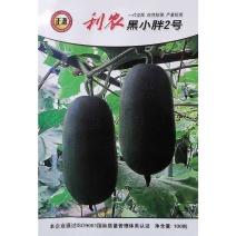 利农黑小胖2号杂交改良黑皮小冬瓜种子早熟墨绿皮迷你小冬瓜