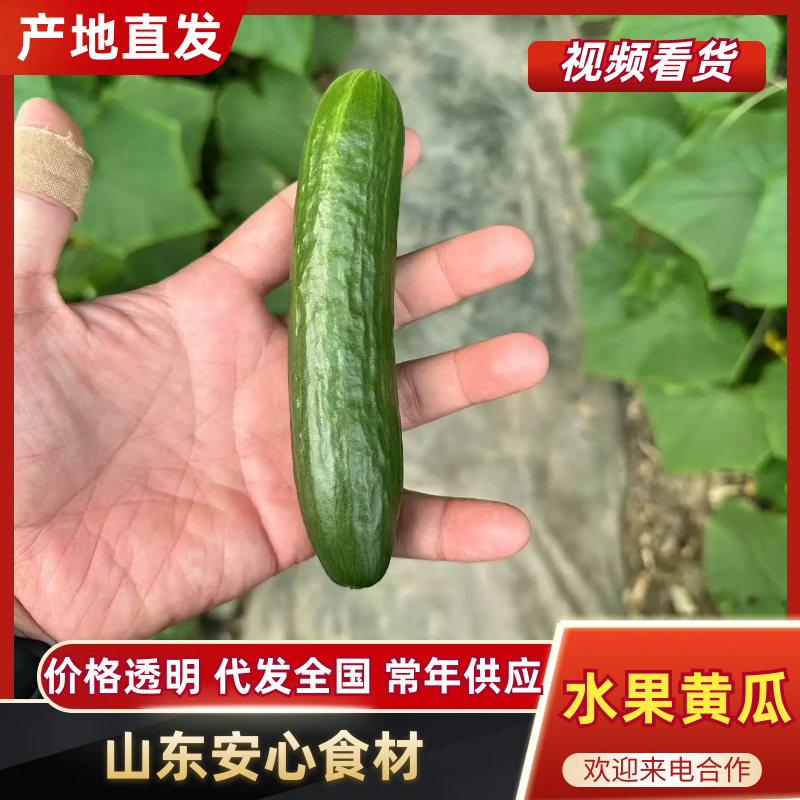 水果黄瓜产地一手货源，规格齐全，品质保证，支持视频看货