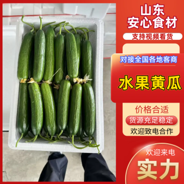 山东水果黄瓜大量现货供应，现摘现发，对接电商/市场批发商