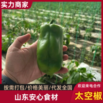 山东太空椒大量现货供应（规格齐全）价格可谈，对接电商市场