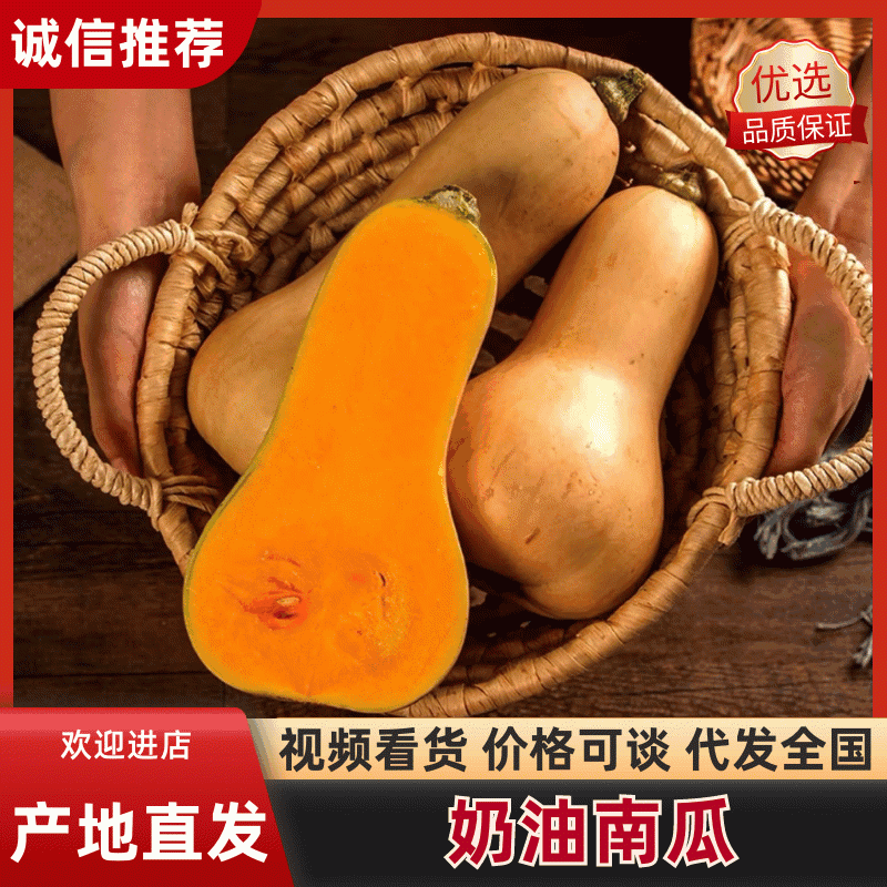 汉中南瓜精选城固奶油南瓜干面糯一手货源对接全国市场档口