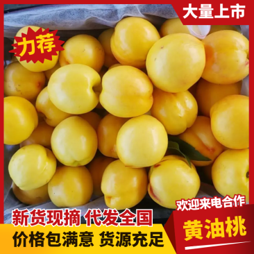黄油桃/蒙阴油桃/山东桃色泽光口感脆甜欢迎来电咨询