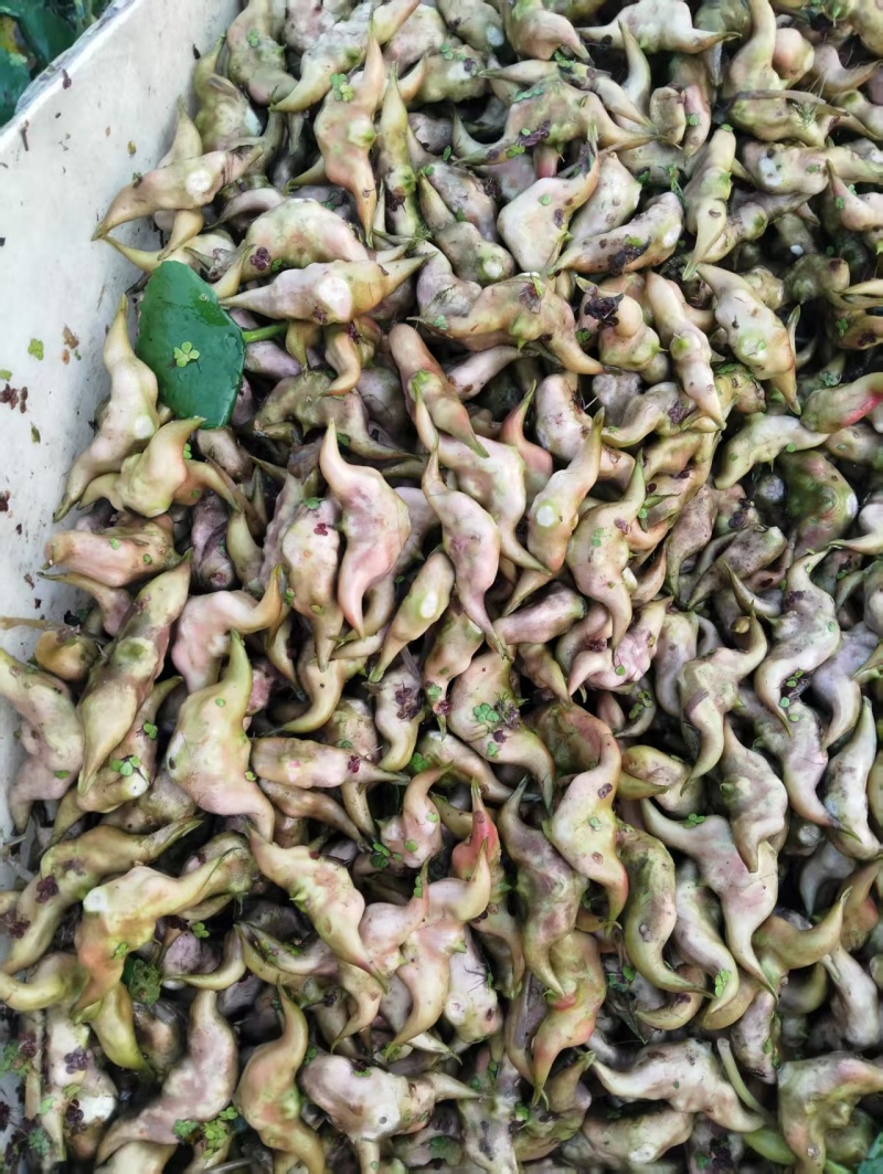 菱角产地直发品质保障对接全国视频看货量大优惠