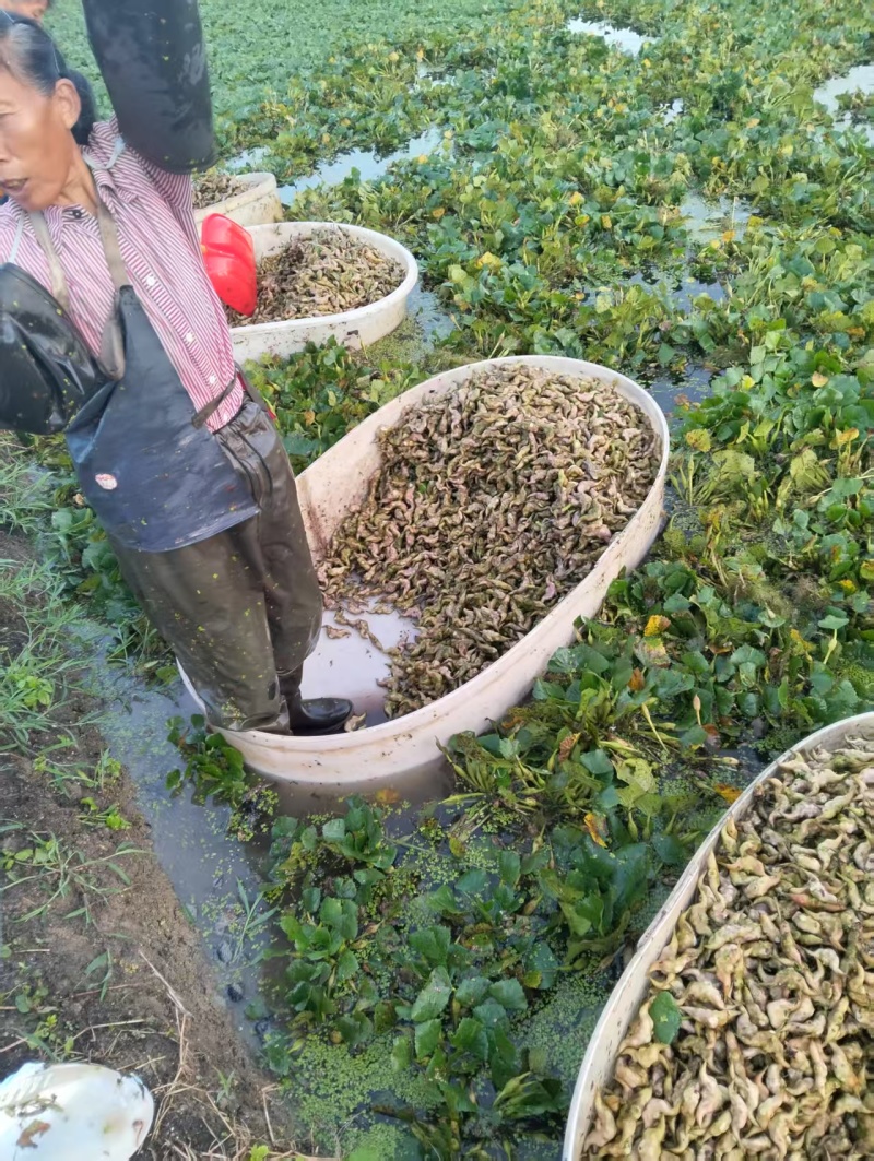 菱角产地直发品质保障对接全国视频看货量大优惠
