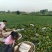 菱角产地直发品质保障对接全国视频看货量大优惠