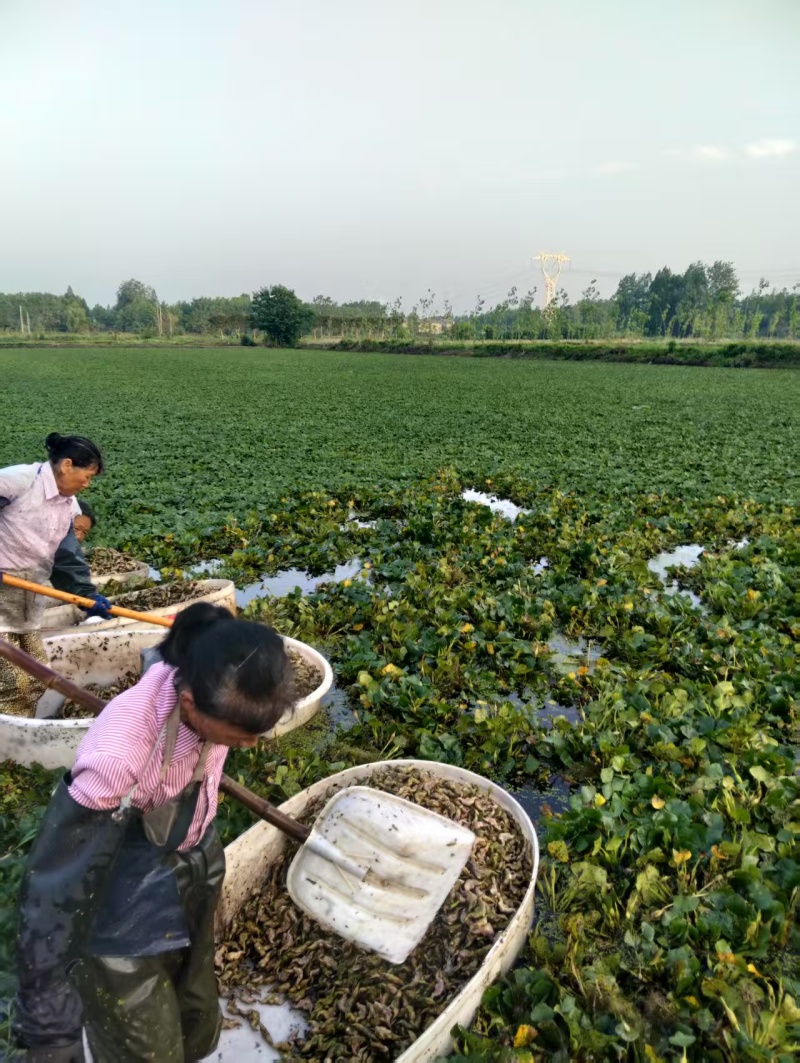 菱角产地直发品质保障对接全国视频看货量大优惠