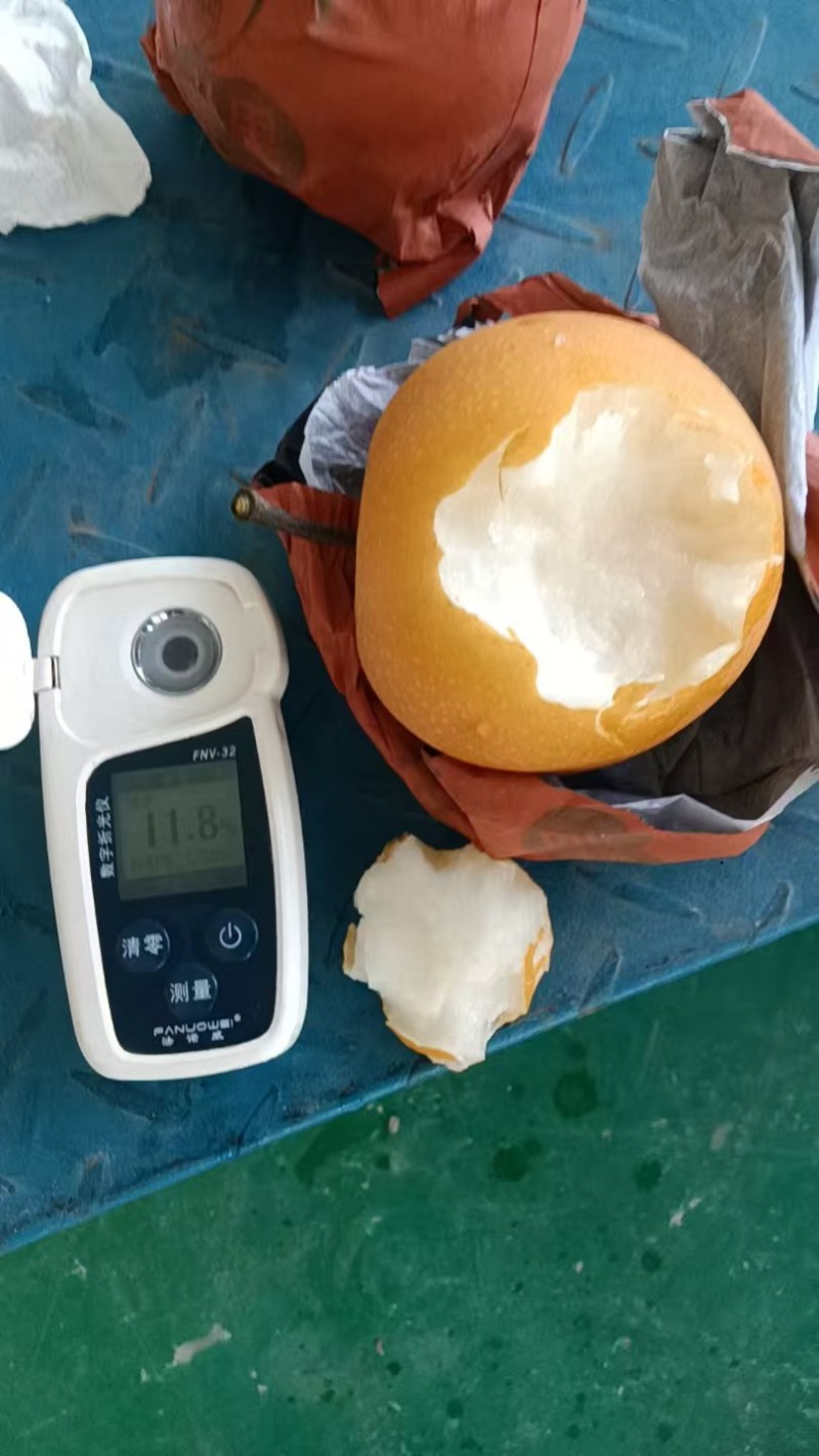 【热卖中】江苏纸袋丰水梨，秋月梨现摘现发一手货源价格美丽