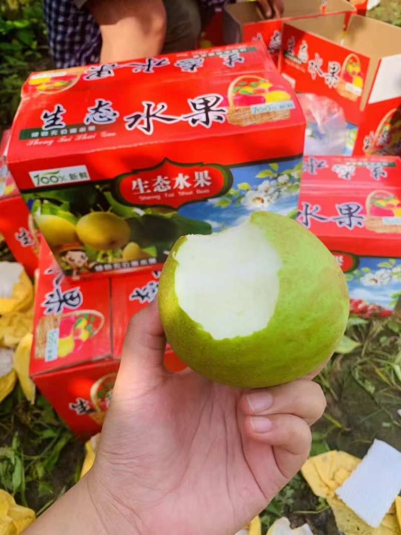 酥脆一号梨，翠冠梨，皇冠梨，丰水梨，园黄梨纸袋批发市场