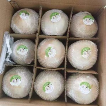 海南椰青大量供应产地一手货源支持一件代发欢迎随时订购