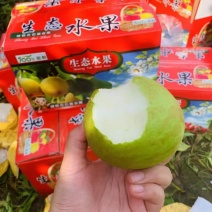 江苏纸袋酥脆一号梨，翠冠梨，新鲜上市量大从优批发市场整车