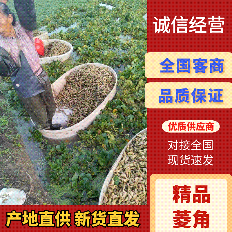 菱角产地直发品质保障对接全国视频看货量大优惠
