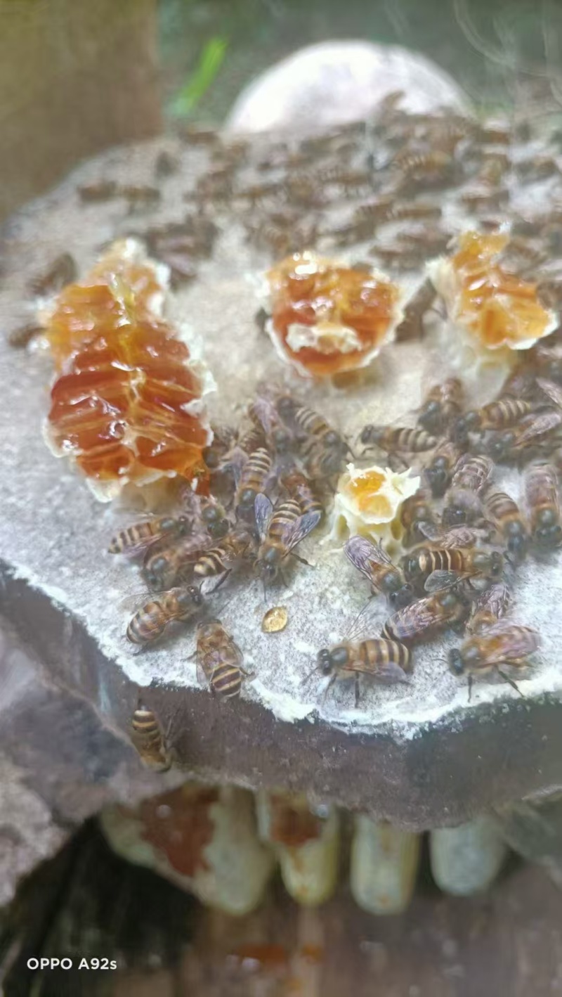 百花香蜂蜜农副食品农家百花蜜云南蜂蜜批发价格实惠欢迎联系