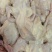 乳鸽肉品质保证价格优惠产地直发诚信经营多年视频看货