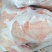 乳鸽肉品质保证价格优惠产地直发诚信经营多年视频看货