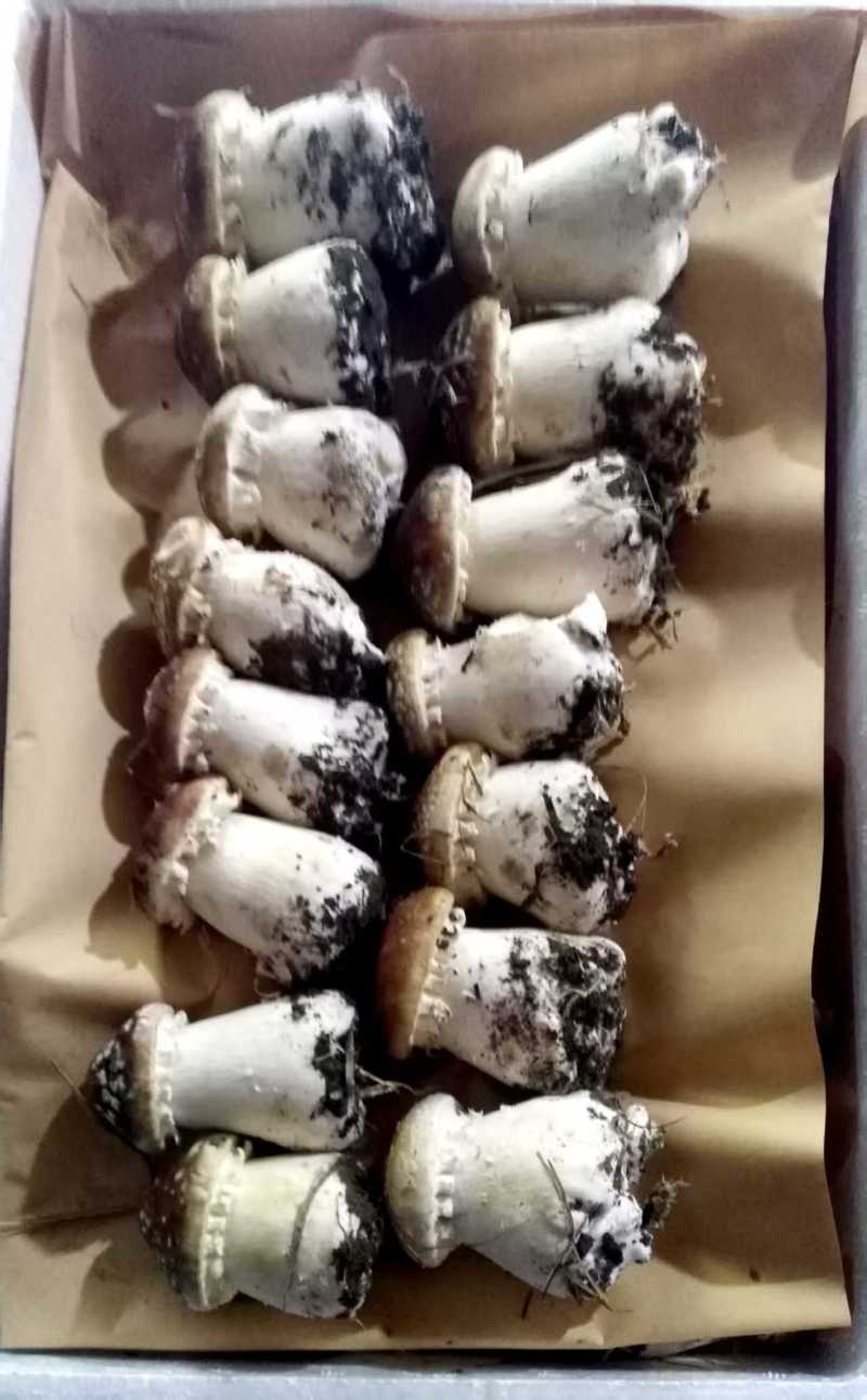 赤松茸菌种大量有货产地直发一手货源