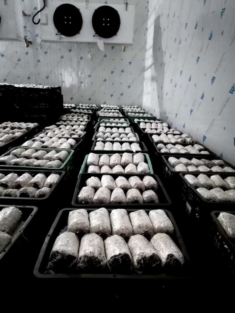 赤松茸菌种大量有货产地直发一手货源