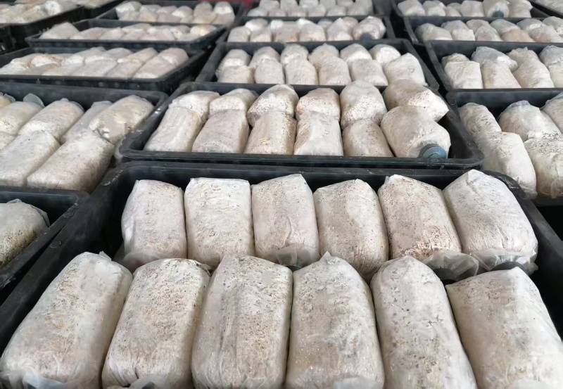 赤松茸菌种大量有货产地直发一手货源