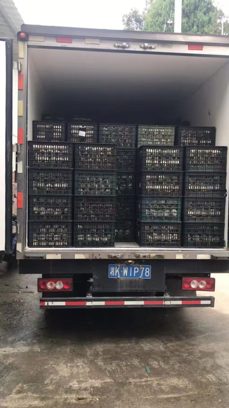 赤松茸菌种大量有货产地直发一手货源