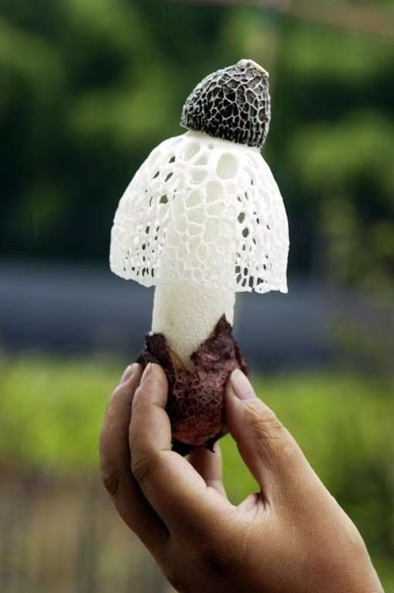 竹荪菌种大量菌种供应产地直发新鲜采购