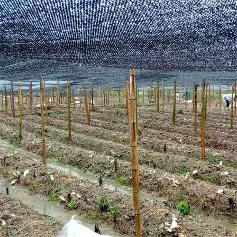 竹荪菌种大量菌种供应产地直发新鲜采购