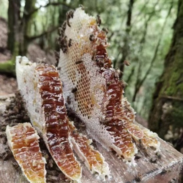 热卖百花蜜农家蜂蜜深山百花蜂蜜云南蜂蜜普洱蜂蜜批发零售