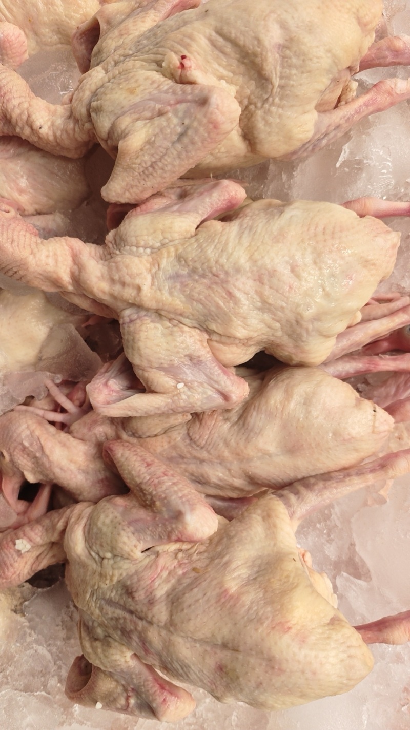 乳鸽鸽肉品质保证价格优惠产地直发视频看货