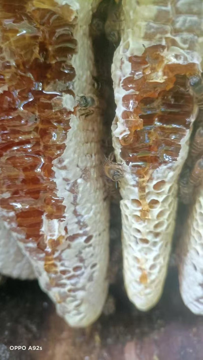 热卖百花蜜农家蜂蜜深山百花蜂蜜云南蜂蜜普洱蜂蜜批发零售
