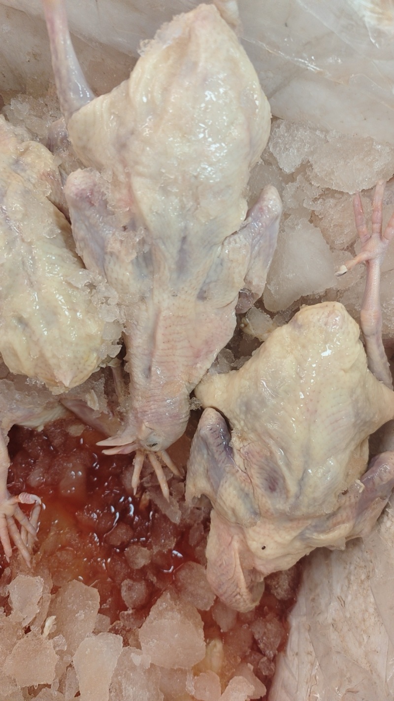 乳鸽鸽肉品质保证价格优惠产地直发视频看货