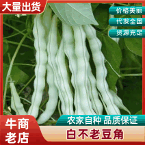 山西芸豆精品白不老芸豆地头发货现摘现发欢迎来电质询