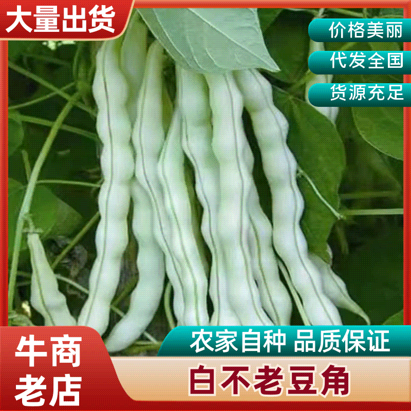 山西芸豆精品白不老芸豆地头发货现摘现发欢迎来电质询