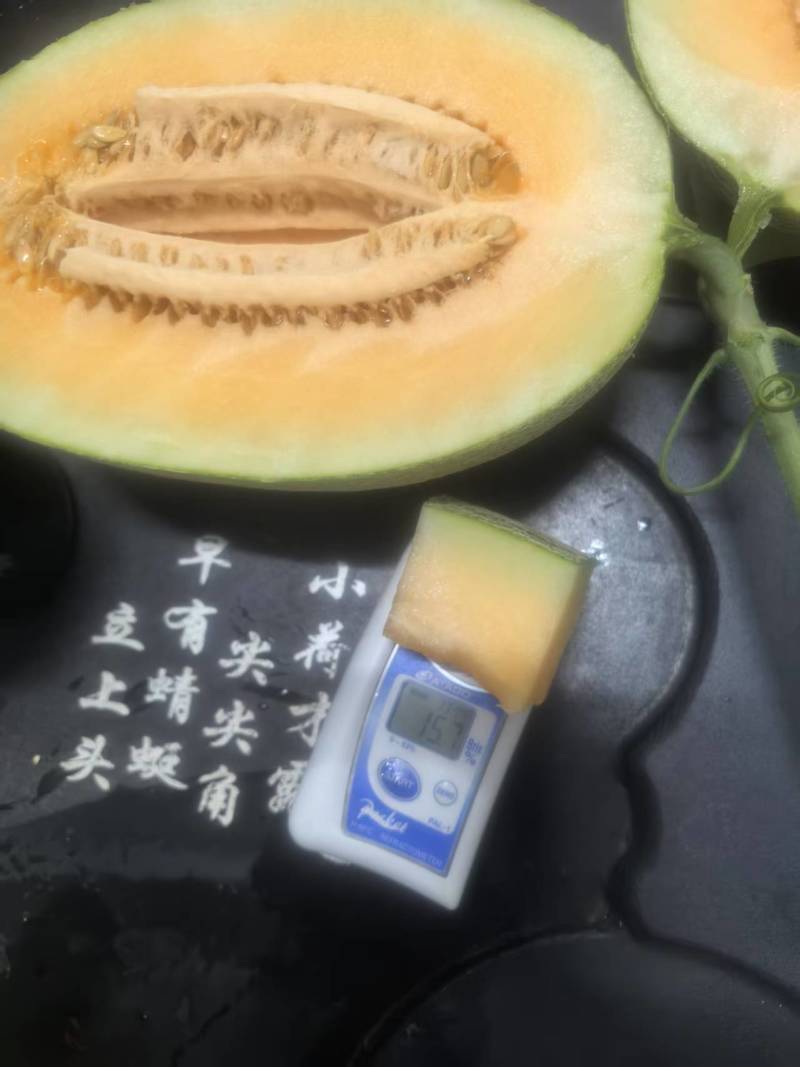 【自种自卖】海南晓蜜25号哈密瓜新鲜采摘欢迎来电咨询