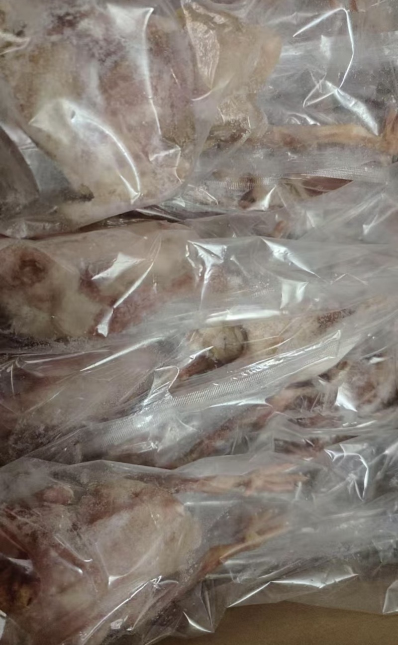 乳鸽白条鸽价格优惠产地直发诚信经营多年视频看货