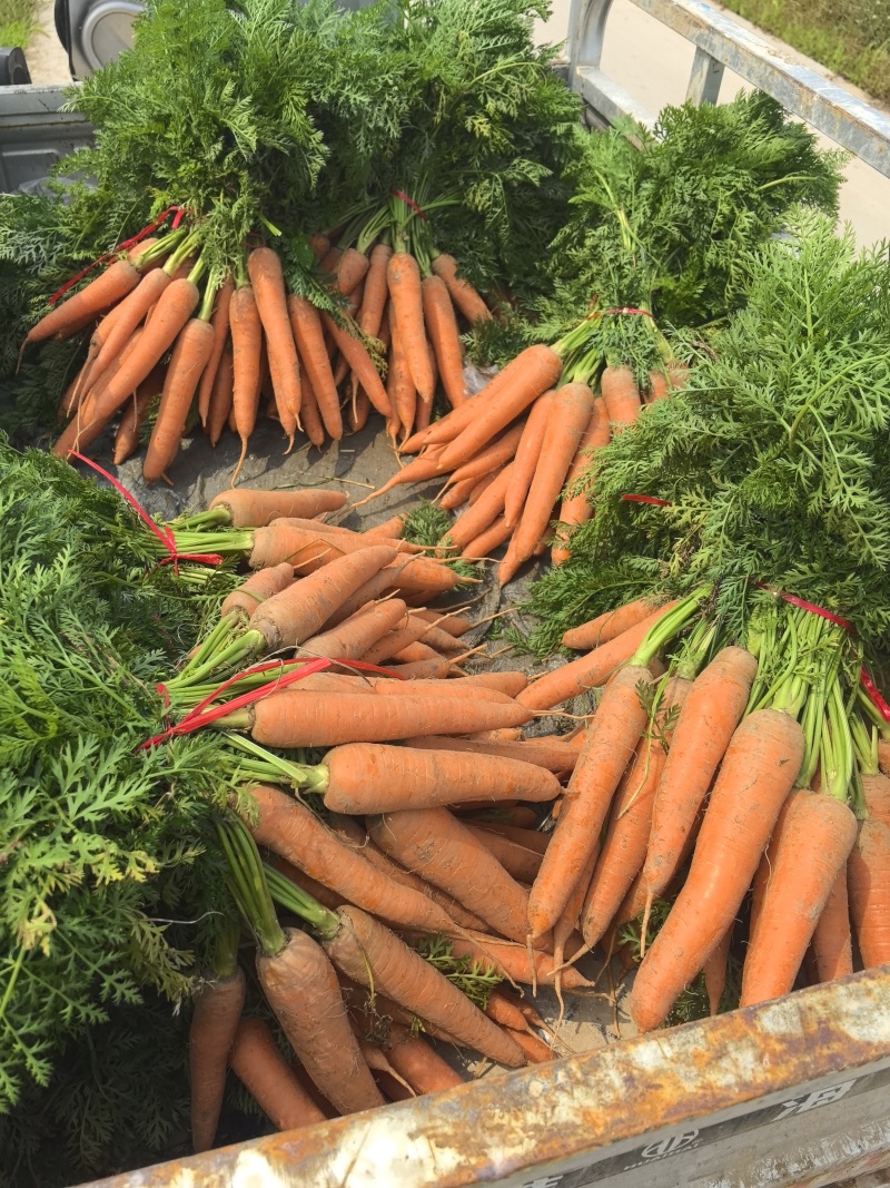 大红胡萝卜🥕产地直发，全国供应，品质保证，量大从优
