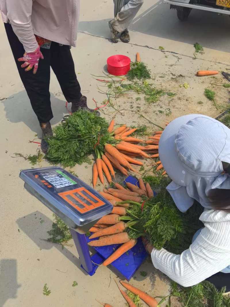 大红胡萝卜🥕产地直发，全国供应，品质保证，量大从优