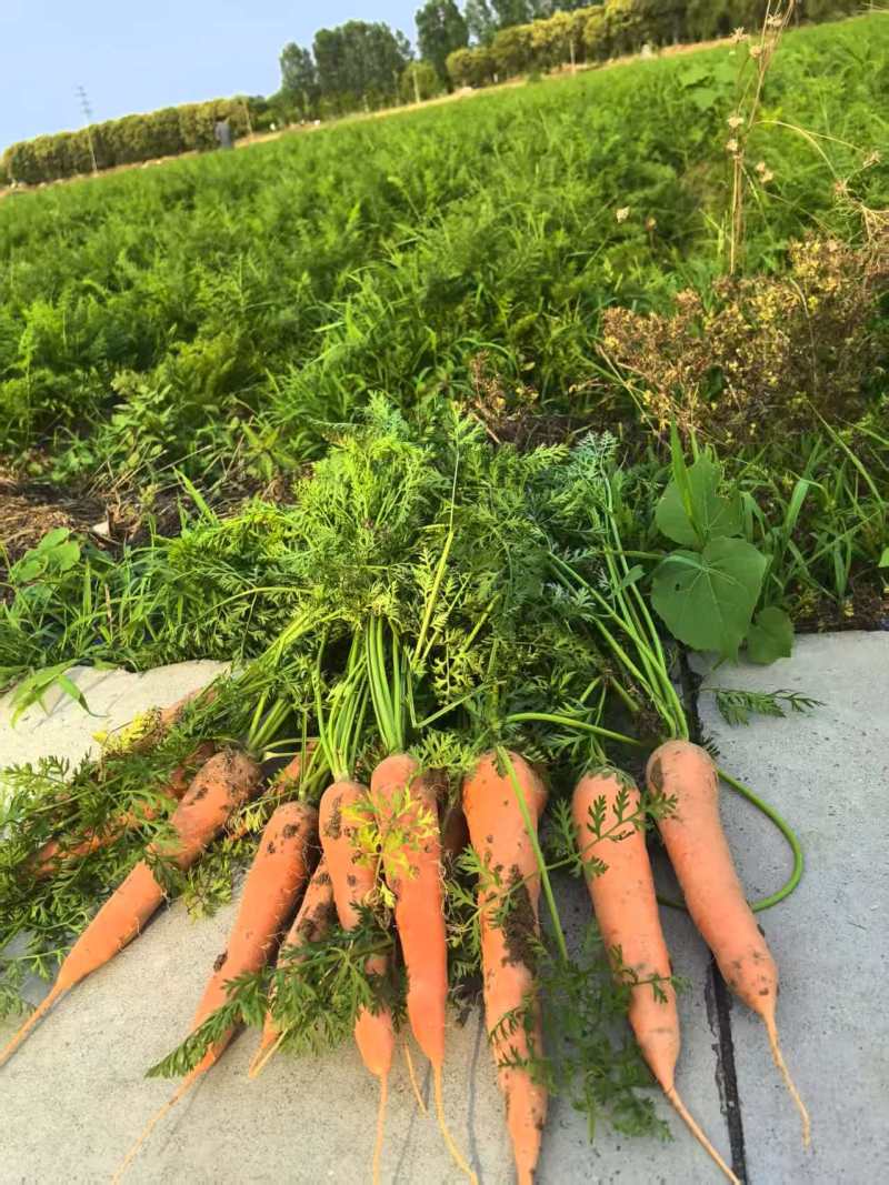 大红胡萝卜🥕产地直发，全国供应，品质保证，量大从优