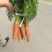 大红胡萝卜🥕产地直发，全国供应，品质保证，量大从优