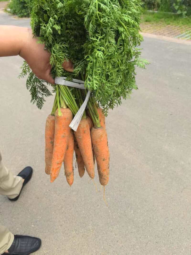 大红胡萝卜🥕产地直发，全国供应，品质保证，量大从优
