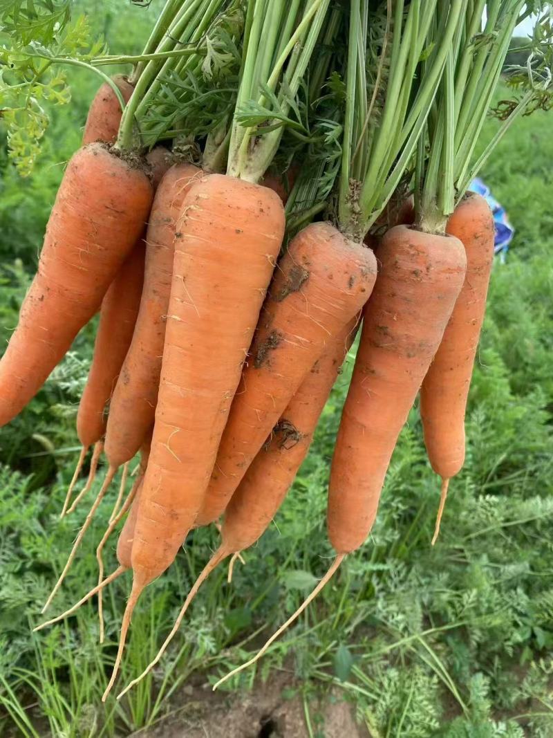 大红胡萝卜🥕产地直发，全国供应，品质保证，量大从优