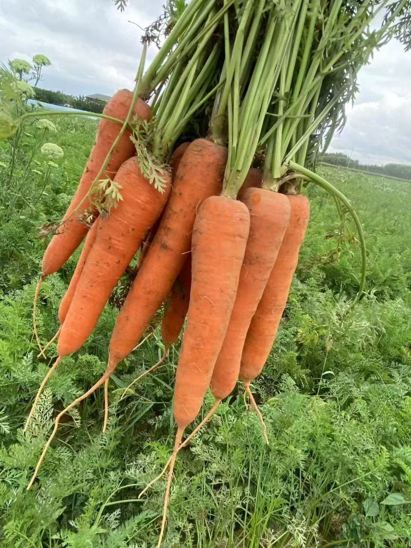 大红胡萝卜🥕产地直发，全国供应，品质保证，量大从优