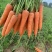 大红胡萝卜🥕产地直发，全国供应，品质保证，量大从优