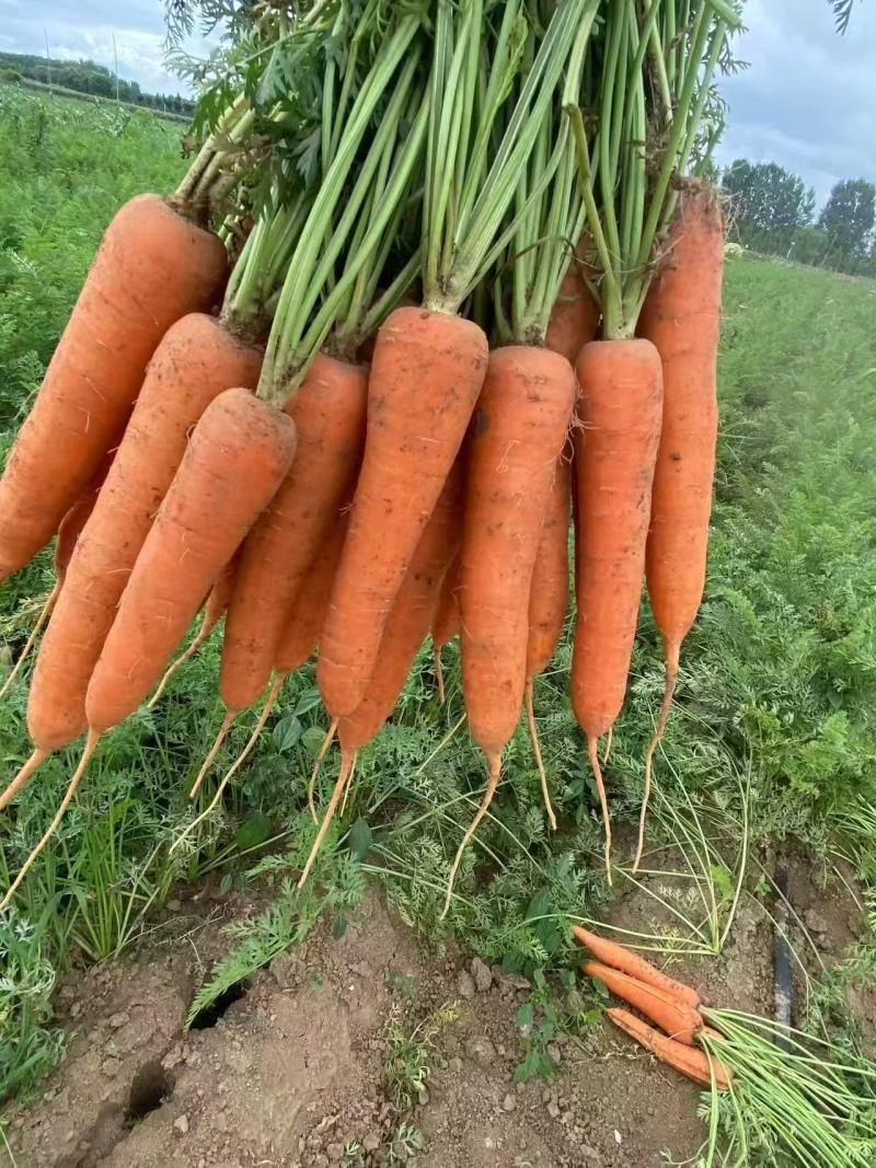 大红胡萝卜🥕产地直发，全国供应，品质保证，量大从优