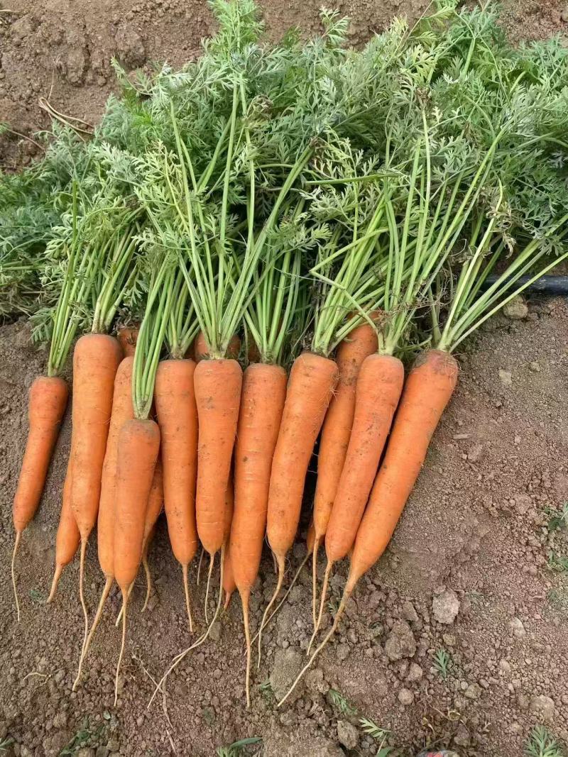 大红胡萝卜🥕产地直发，全国供应，品质保证，量大从优